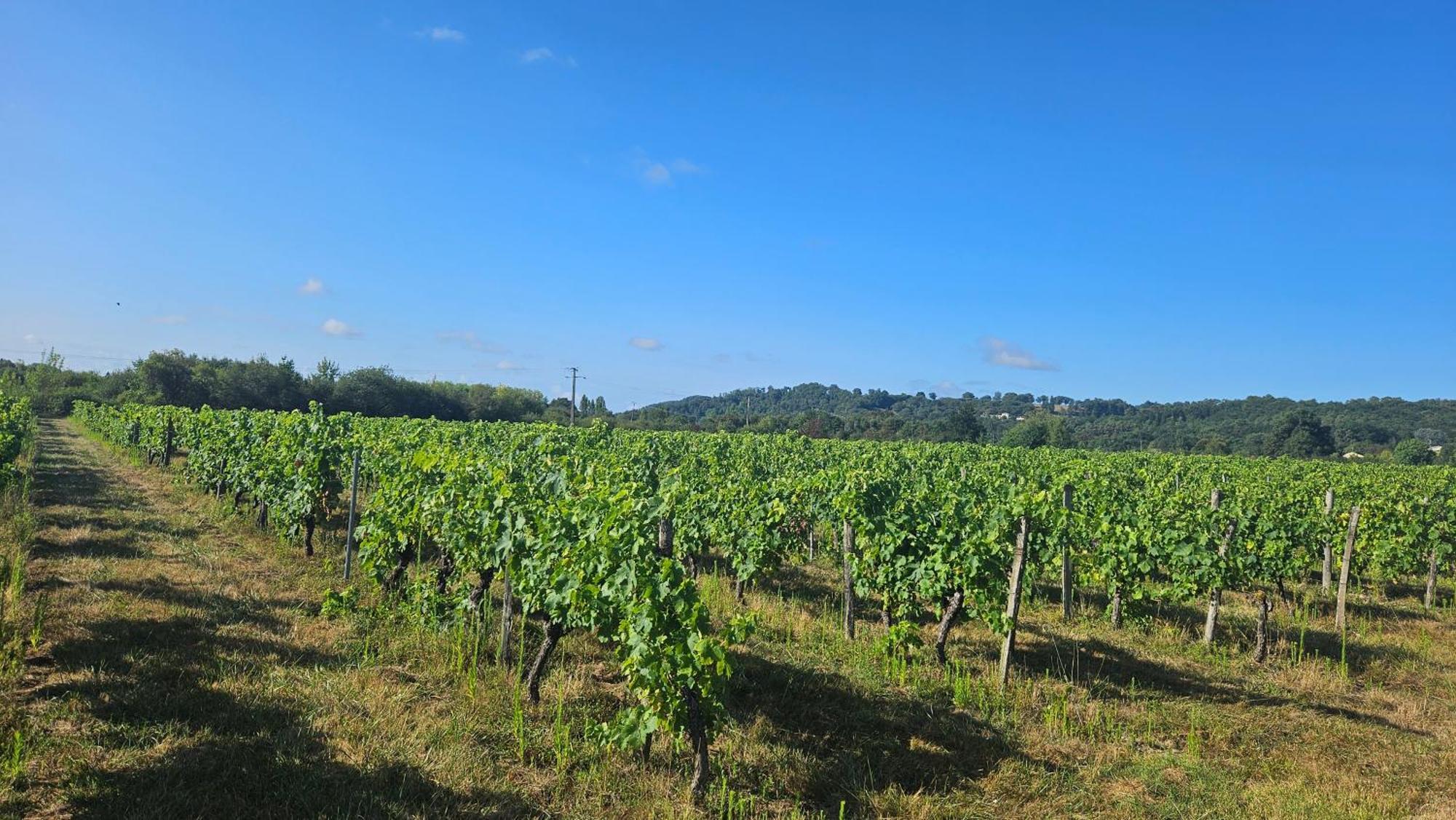 Chambres Et Gites Les Deux Chenes Pres De Bergerac Le Fleix Buitenkant foto